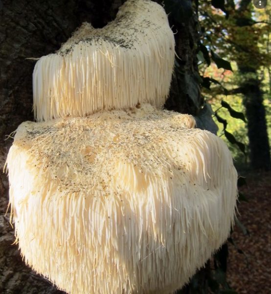 hericium-erinaceus-2P